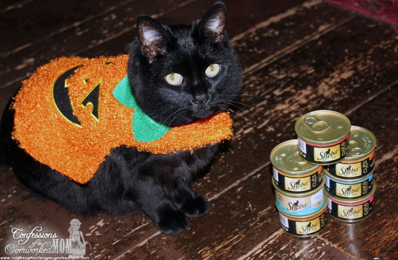 How to Dress Your Cat for Halloween with Sheba Cat Food