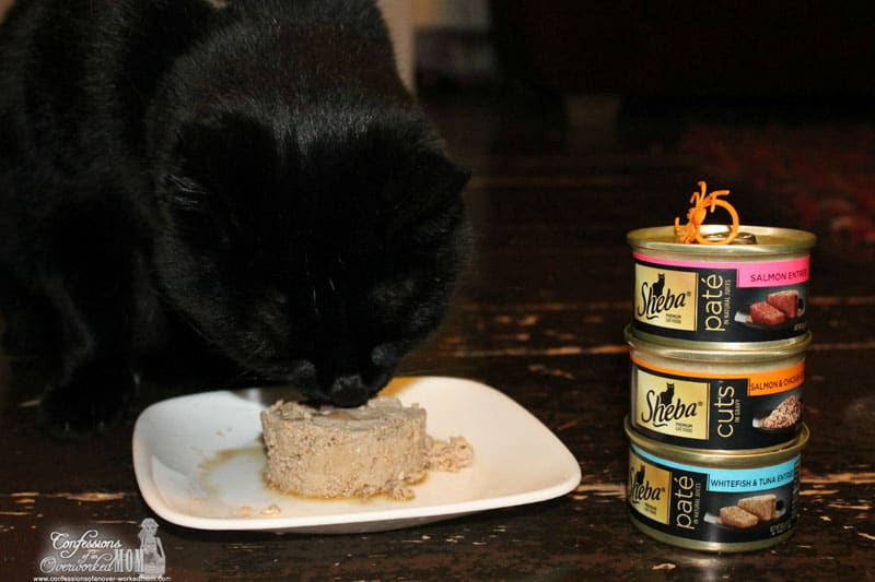 black cat eating cat food
