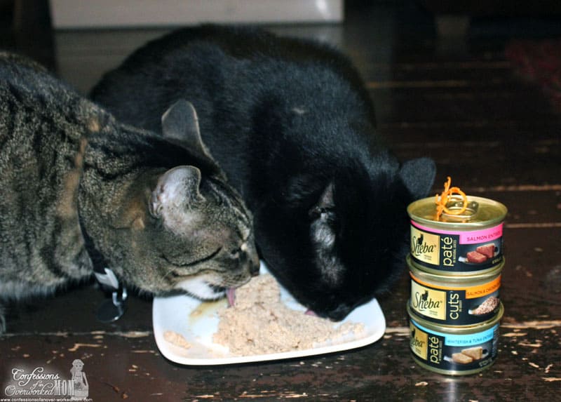 two cats eating cat food in a white dish