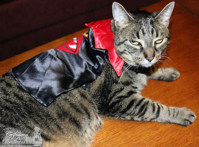 How to Dress Your Cat for Halloween with Sheba Cat Food