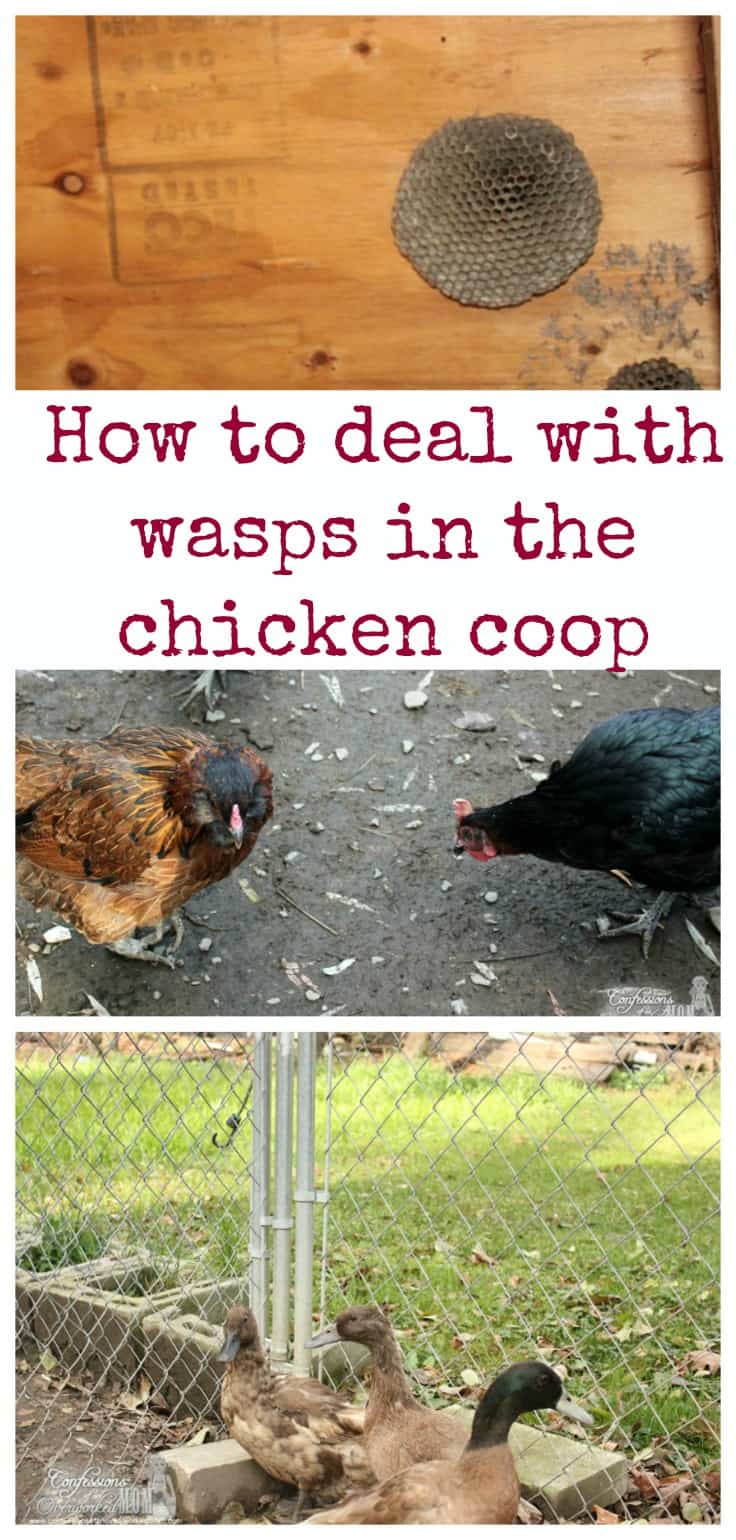 How do deal with wasps in the chicken coop