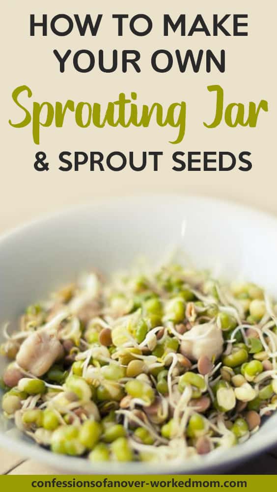 Wondering how to make your own sprouting jar? Learn how to sprout alfalfa seeds in a Mason jar. Works with most seeds!