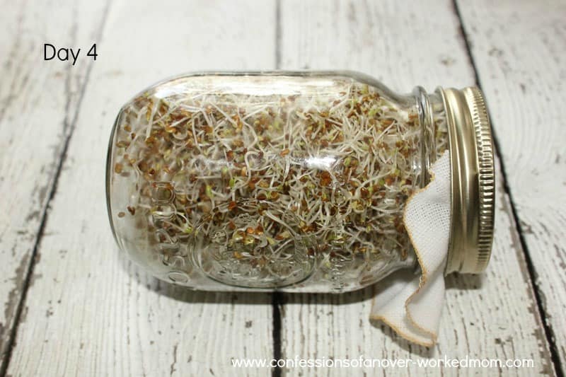 How to make a sprouting jar & sprout seeds day 4