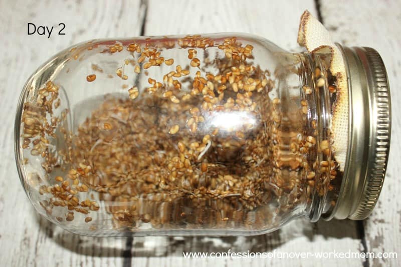 How to make your own sprouting jar day 2