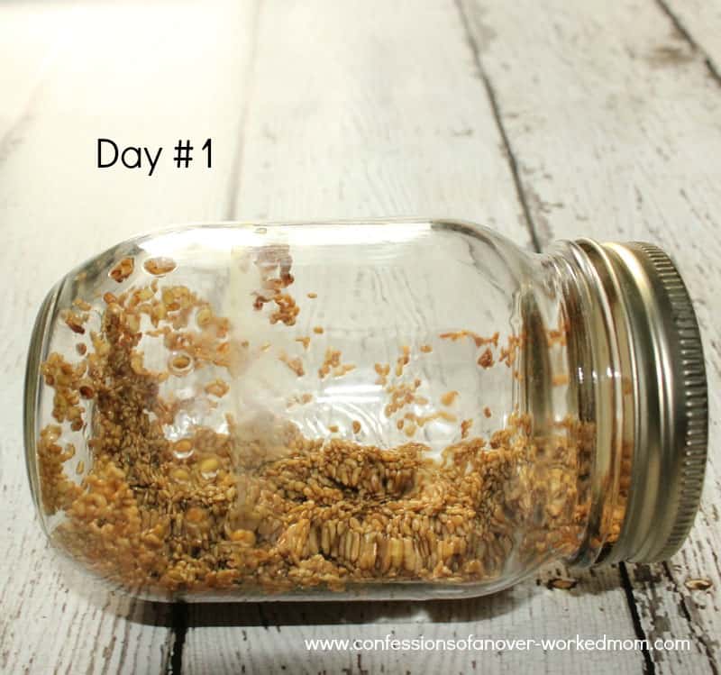 How to make your own sprouting jar