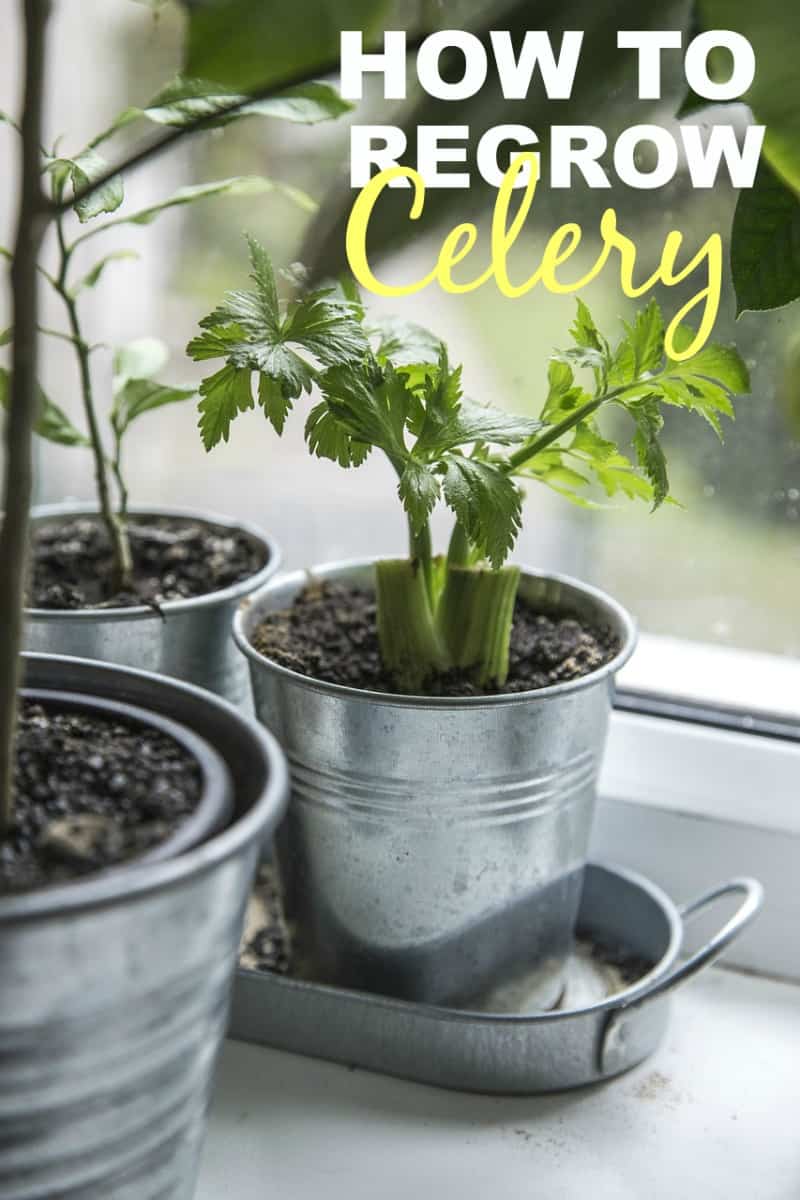 How to Regrow Celery & How to Repot Plants
