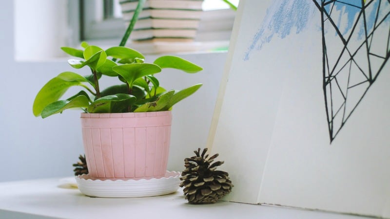 How to Repot Plants in Three Easy Steps