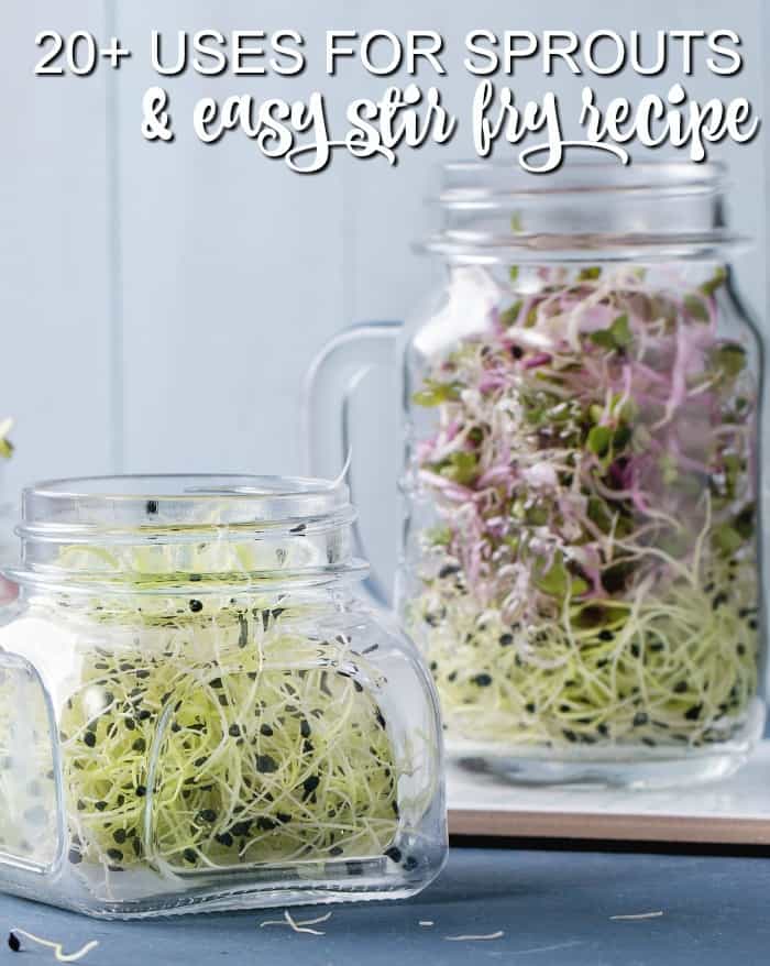Looking for uses for sprouts? Check out these alfalfa sprouts recipes for the best way to use them in your next meal or snack.