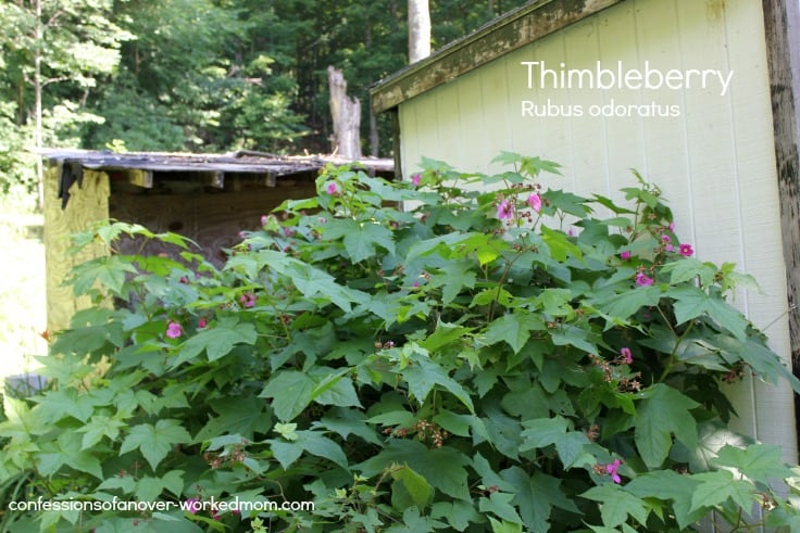 Thimbleberry Rubus odoratus