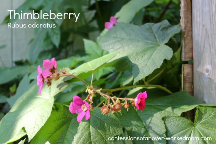 Thimbleberry (Rubus odoratus)