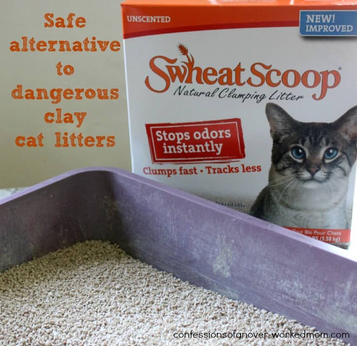 Dangers of clay cat litter