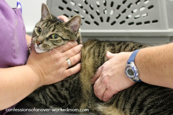 Cat Care: Regular Vet Checkups for your Pet #GetHealthyHappy