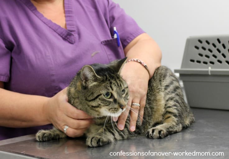 The importance of regular vet check ups for your pet