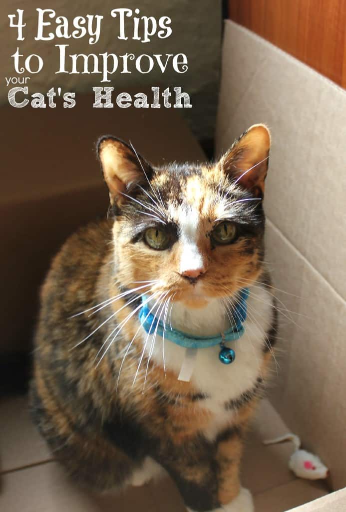 4 Tips to Improve Your Cat's Health #GetHealthyHappy