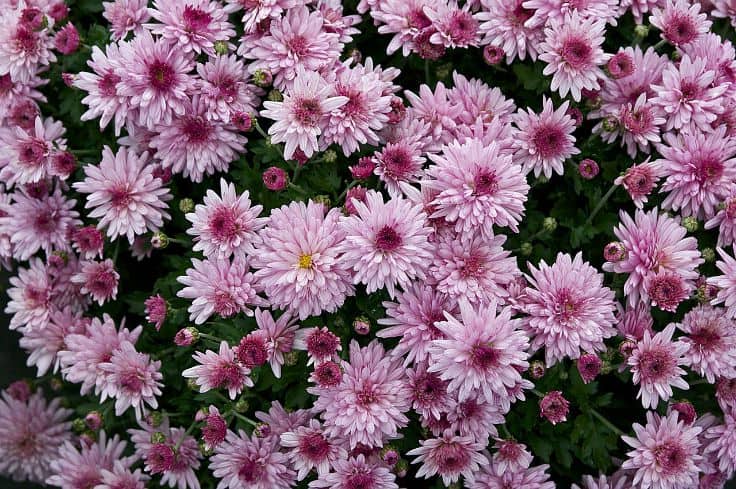 Beneficial Plants for your Garden - Chrysanthemums