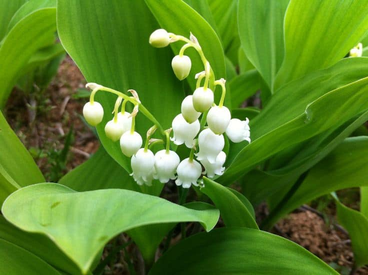 Beneficial plants for your garden - Lily of the Valley