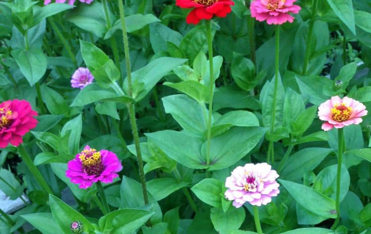 Beneficial Plants for your Garden - Zinnias