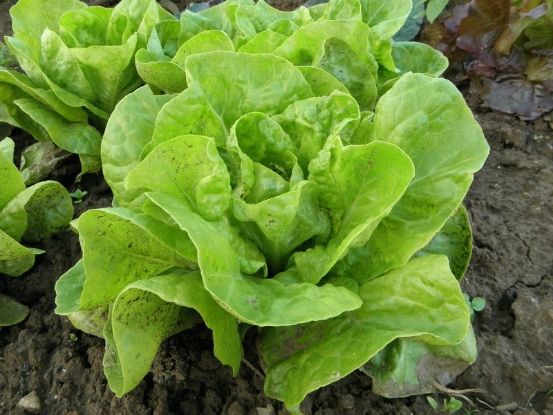 Lettuce attracts crickets to your garden