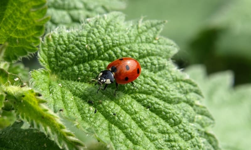 Beneficial plants for your garden will attract ladybugs