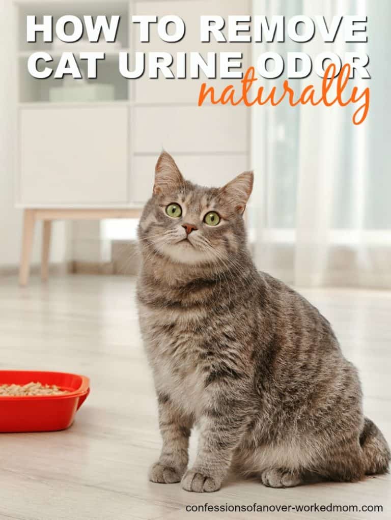 Removing Cat Odors from the House Quickly and Naturally