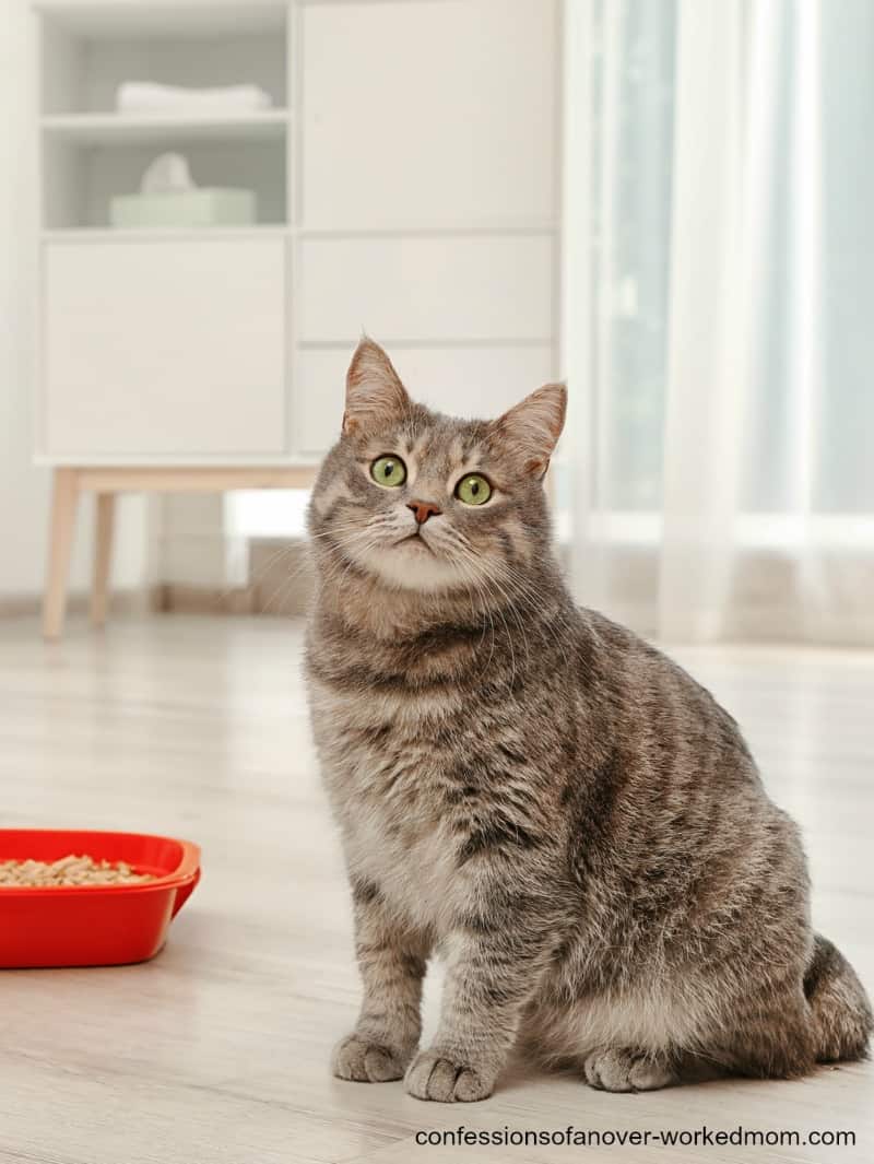 Removing Cat Odors from the House Quickly & Naturally