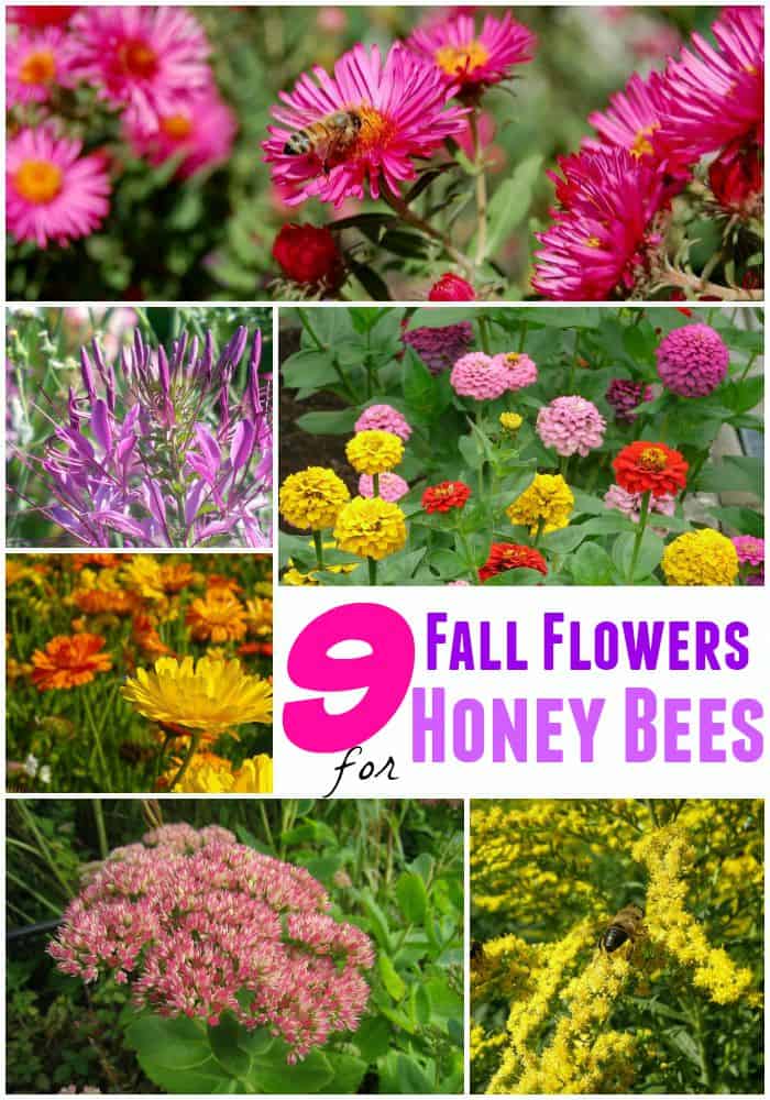 9 Fall Flowers for Bees to help them overwinter