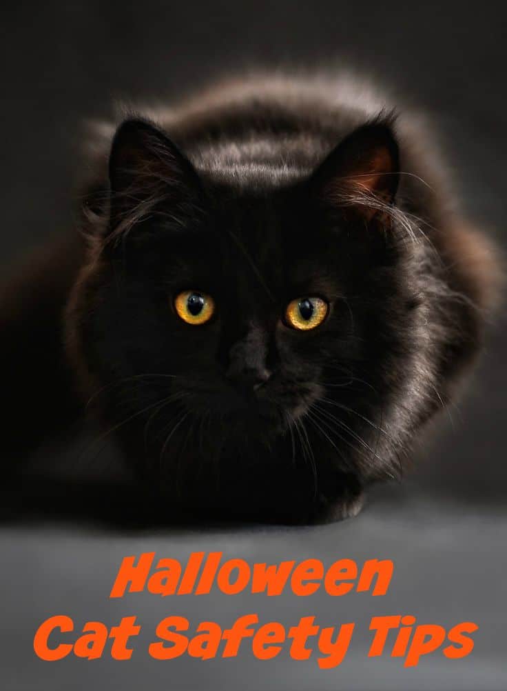 Cat Safety on Halloween: Tips to Keep Your Cats Safe and Happy #Catsafety #halloween #cats