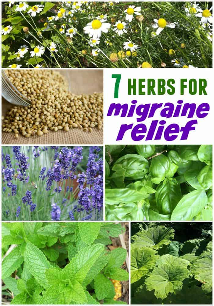 7 Herbal Remedies for Headaches and Migraines