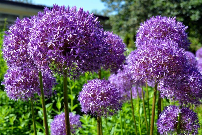 purple alium flowers