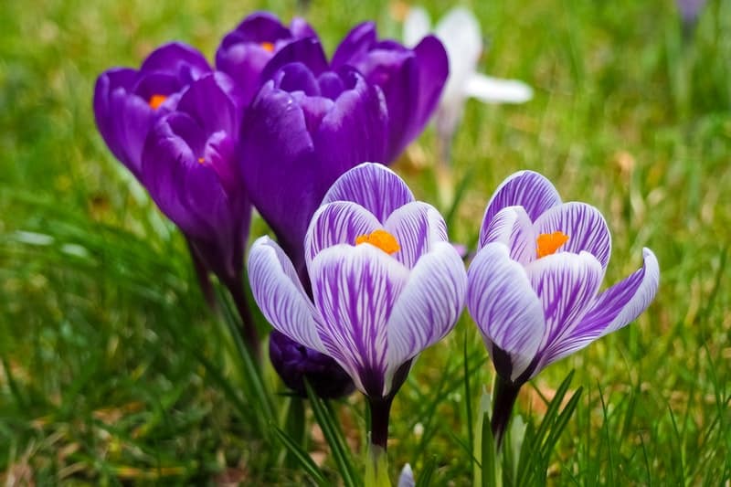 6 purple crocus flowers in the grass