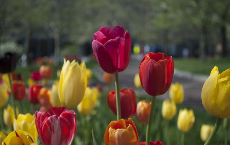 Best Fall Bulbs for Spring Blooms and Vibrant Colors