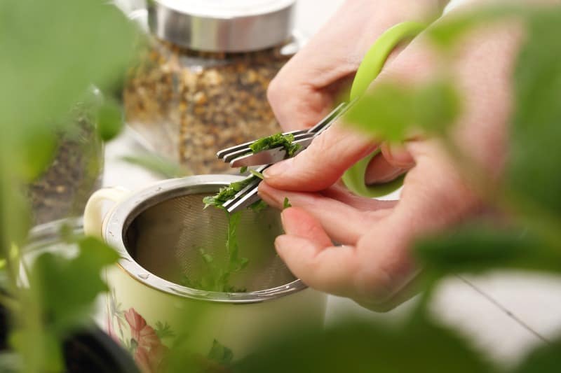 cutting herbs with scissors