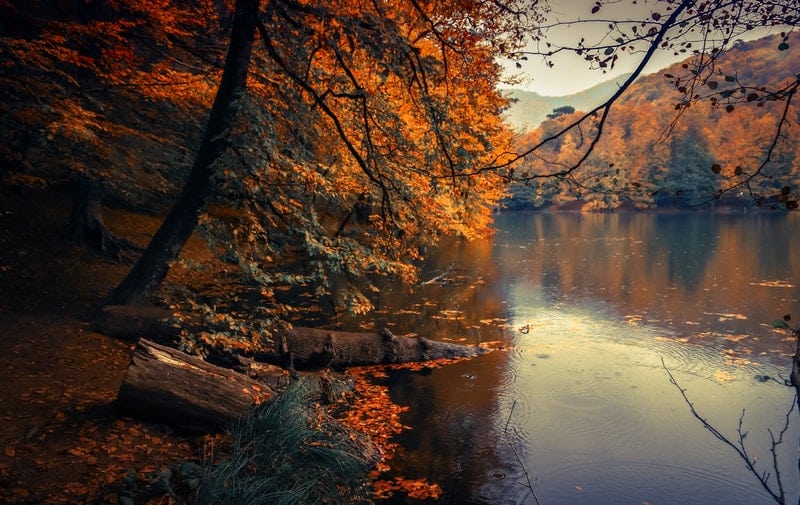 A calm lake surrounded by fall leaves