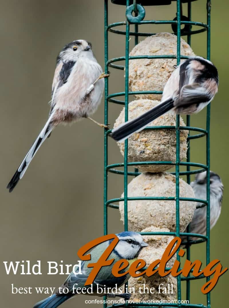 Fall Bird Feeding Tips for Wild Backyard Birds Year Round