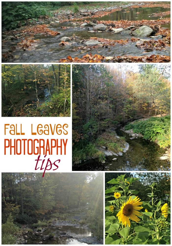 The Complete Beginner's Guide to Fall Leaves Pictures