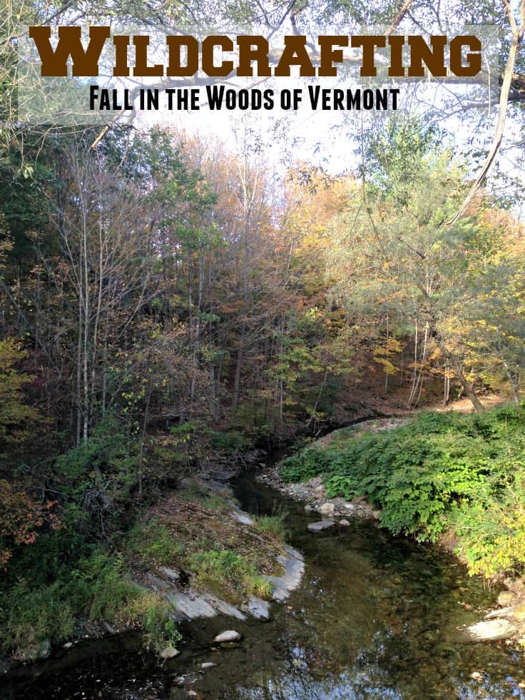 Fall Wildcrafting in Vermont #FallFun31