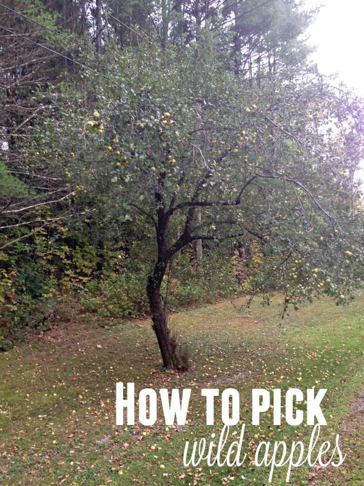 Learn How to Pick Wild Apples the Right Way