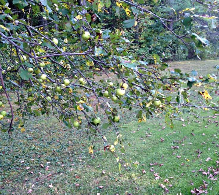 Learn How to Pick Wild Apples the Right Way