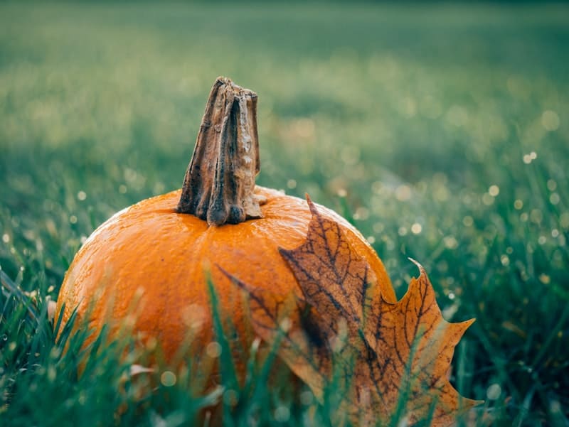 pumpkin sitting on green grass