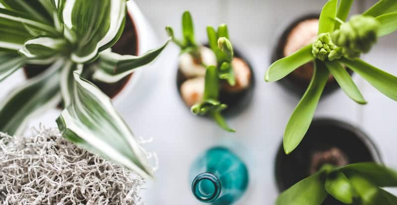 Unkillable houseplants that clean the air