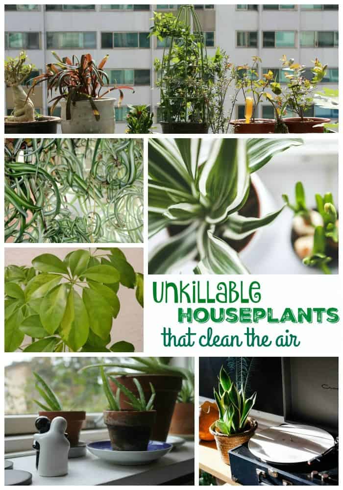 If you're looking for unkillable houseplants that clean the air, try a few of these. Remember, these make wonderful gifts for others as well!