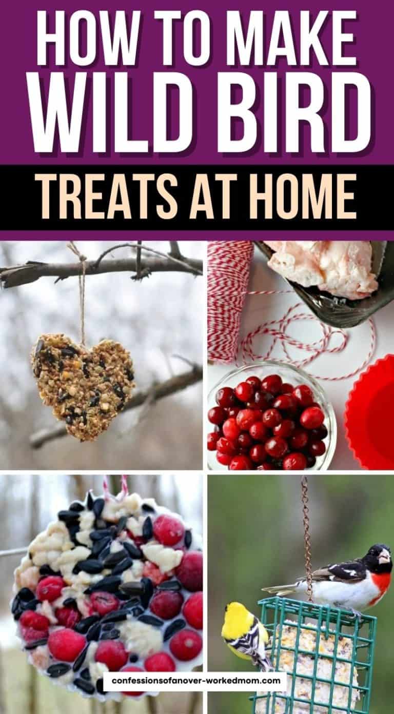 Easy How To Wild Bird Treats for Winter Energy and Food