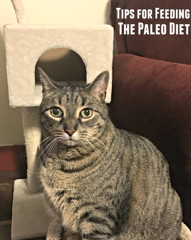 How to Get Your Pet Started on the Paleo Diet