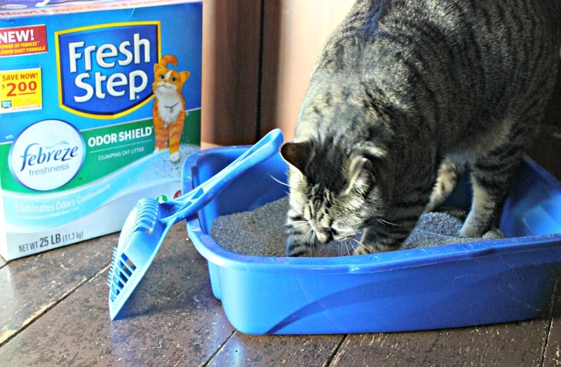 How to keep your litterbox from overwhelming your home