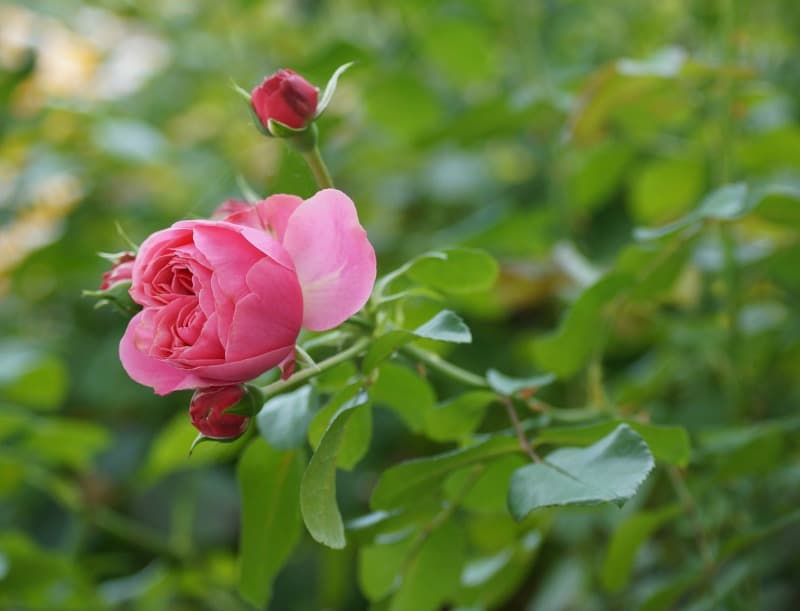 How to Grow Roses for Cutting Gardens