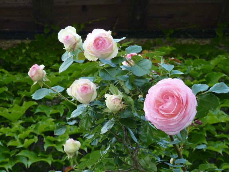 How to grow roses for cutting gardens