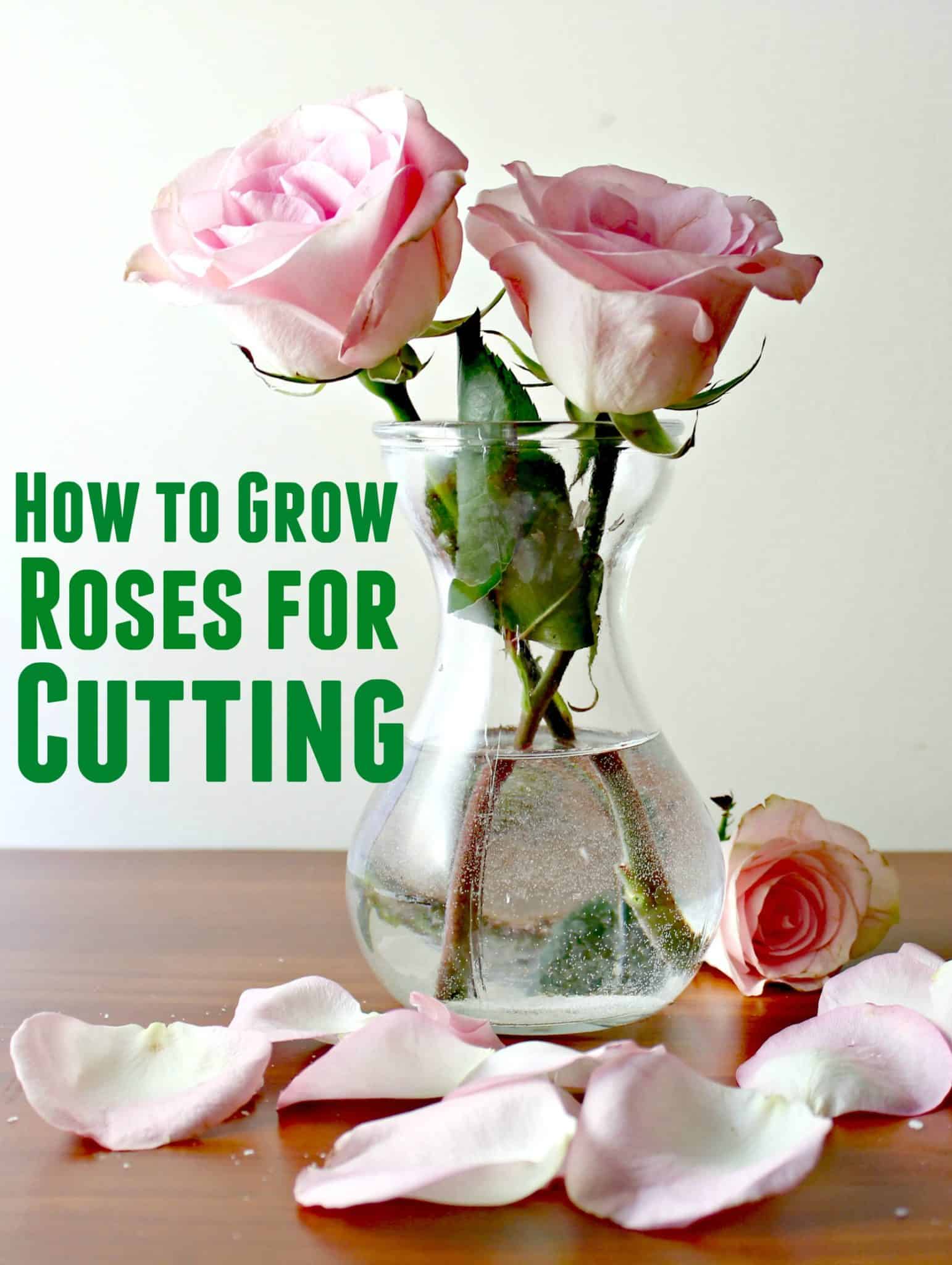 How to grow roses for cutting gardens
