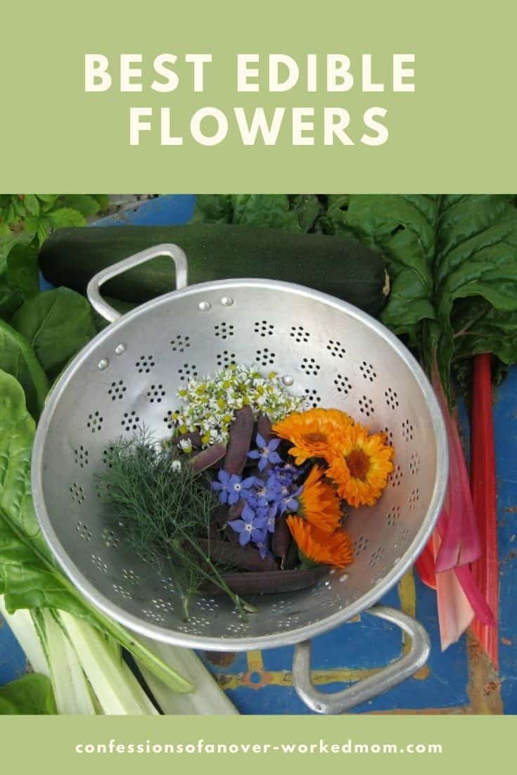 How to Choose the Best Edible Flowers to Grow 