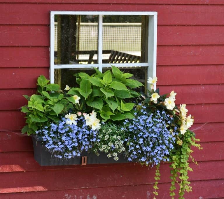 How to Grow in a Window Box: Simple Tips for Beginners