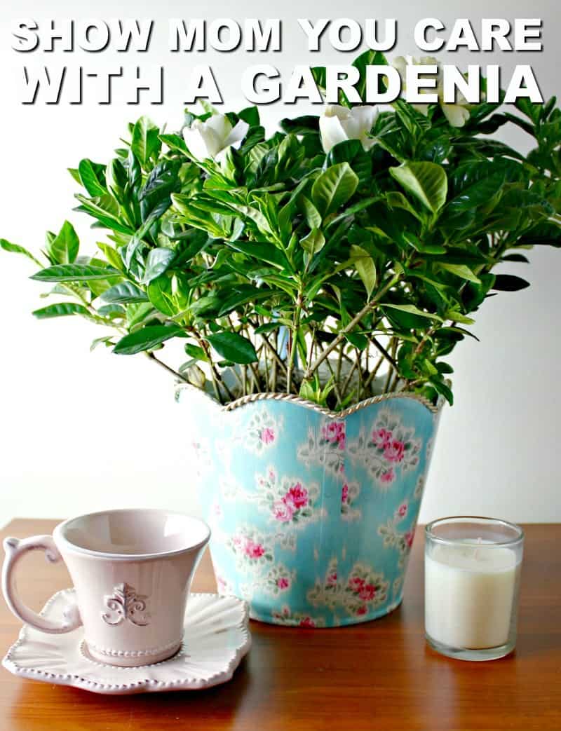 Showing mom you care is easy with a beautiful gardenia plant